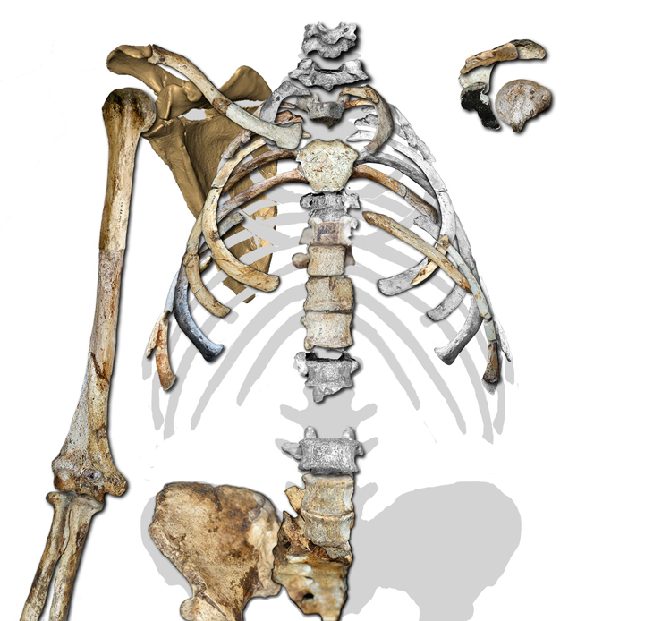 2D reconstruction by Peter Schmid of the 2 million year old Australopithecus sediba. 