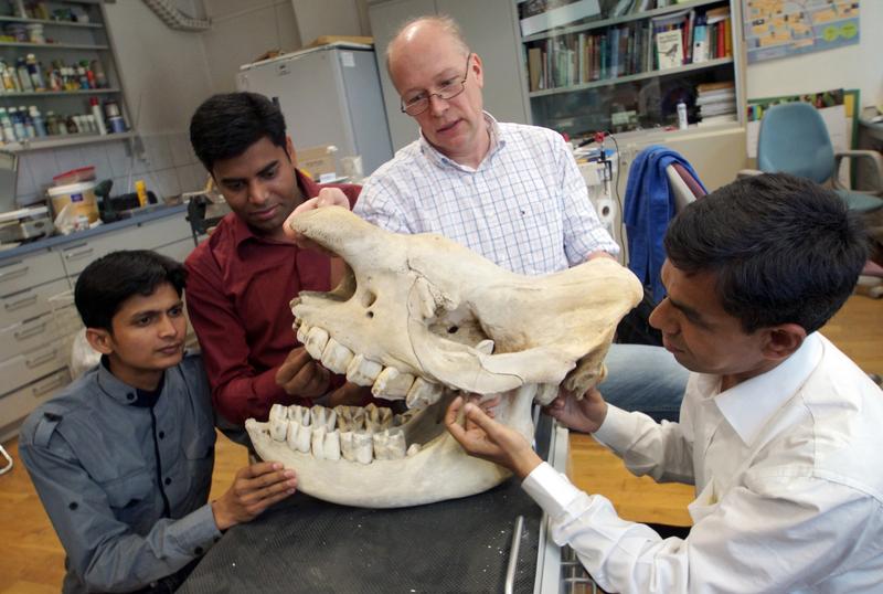 In seiner Werkstatt im Phyletischen  Museum der Universität Jena erklärt Präparator Matthias Krüger den bangladeschischen Biologen Aminul Islam (1.v.l), Abdullah Al Mamum (2.v.l.) und Delowar Hossain (1.v.r.) einen Nashornschädel. Die drei jungen Männer von der Universität Rajshahi (Bangladesch) werden in den nächsten zwei Jahren im Rahmen eines Projektes der Universität Jena und des Naturkundemuseums Erfurt zu den ersten Präparatoren Bangladeschs ausgebildet. 