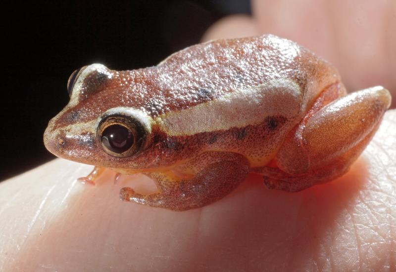 Dieser winzige „Hyperolius mitchelli“ aus der Gattung der Riedfrösche, hier auf der Hand von Dr. Hendrik Müller, legt seine Eier an Land ab; lediglich die Kaulquappen kehren ins Wasser zurück. 