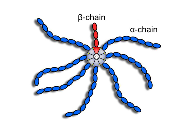 Schematic of the "spider protein" C4BP.