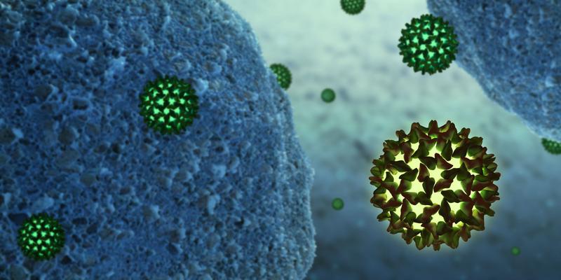 Artistic size comparison of hepatitis B viruses and human lymphocytes