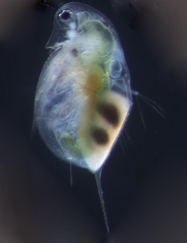 Daphnia galeata mit Dauerei (Ephippium