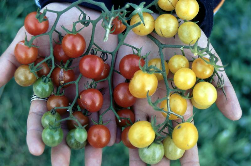 Methoden der ökologischen Züchtung werden bereits seit 2003 im Rahmen des Freiland-Tomatenprojekts an der Universität Göttingen entwickelt und so eine nutzbare Vielfalt erzeugt.