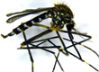 Aedes japonicus japonicus