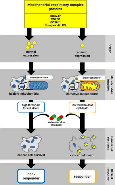 Schema des Ansprechens auf Cisplatin-basierte Chemotherapien in Abhängigkeit von der COX-Funktion.