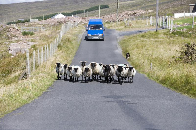 Die Irland-Tage in Saarbrücken werden viele Facetten der grünen Insel beleuchten.
