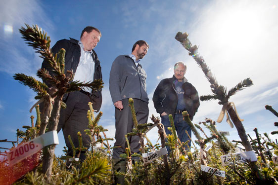 Researchers at Umeå Plant Science Centre. from the left: Professor Ove Nilsson, Professor Stefan Jansson and Professor Pär Ingvarsson.