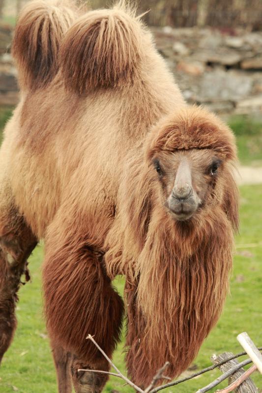 Kamel "Mozart" (Camelus bactrianus)