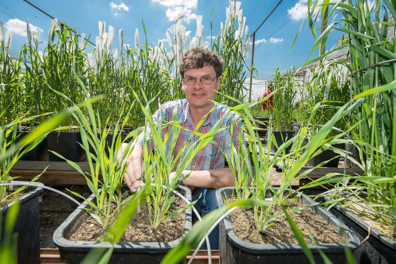 Dr. Stefan Siebert mit Gerstenpflanzen am Institut für Nutzpflanzenwissenschaften und Ressourcenschutz (INRES) der Universität Bonn. Der Wissenschaftler modellierte Wassernutzung und Erträge verschiedener Kulturpflanzen. Diese Daten wurden von einem internationalen Forscherteam für eine globale Studie genutzt. 
