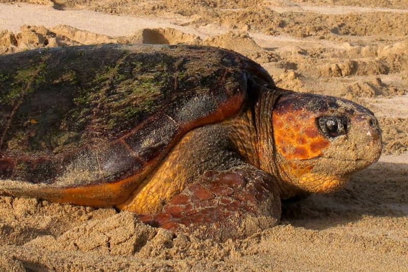 Steht auf der Liste der bedrohten Arten: Die Unechte Karettschildkröte. 