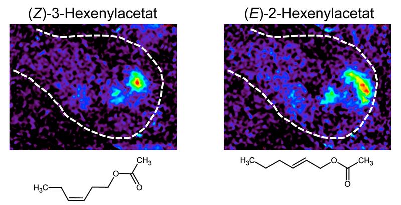 Calcium-Imaging im Gehirn (hier: Antennallobus) einer weiblichen Tabakschwärmermotte: Erkennbar sind die unterschiedlichen Hirnbereiche, die aktiviert werden (rote Punkte), wenn die Motten (Z)-3- oder (E)-2-Hexenylacetat ausgesetzt sind. Der Geruch des (Z)-3-Isomers oder ein (Z)-3 / (E)-2-Mischungsverhältnis zugunsten des (Z)-3-Isomers − entsprechend dem Bouquet einer noch unbefallenen Pflanze - führt eiablegende Mottenweibchen zu den noch unbeschädigten Blättern.