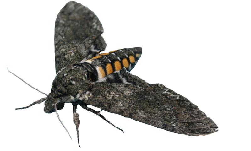 Tabakschwärmermotte (Manduca sexta)