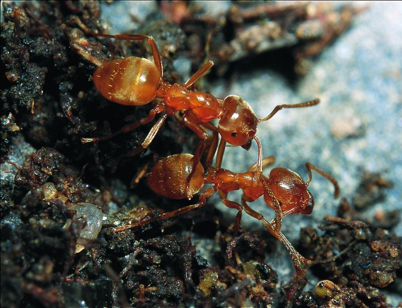 Erdameisen der Gattung Lasius - alle gelb, aber trotzdem zwanzig Arten 