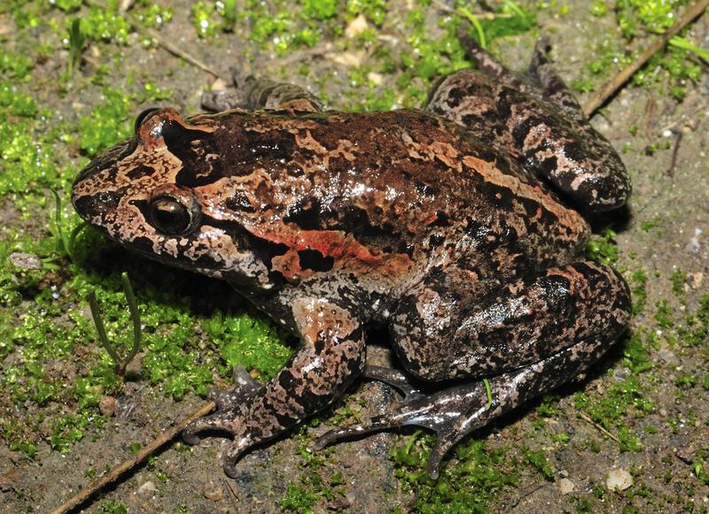 Der wiederentdeckte Hula-Frosch, Latonia nigriventer. 