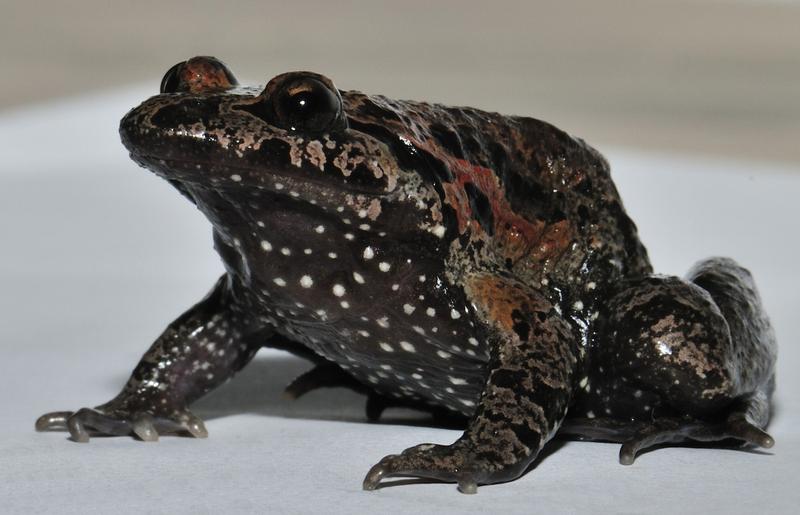 Ein einzigartiges Merkmal des Hula-Frosches ist seine auffällige schwarze Bauchseite mit weißen Punkten. 