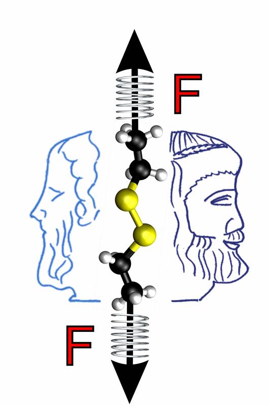 The Janus nature of mechanochemistry: Mechanical forces normally accelerate chemical reactions. However, in the case of disulfide bonds, which are present in large numbers in proteins, force-induced structural changes result in a relative deceleration above a certain threshold. The force thus shows its Janus-faced nature.