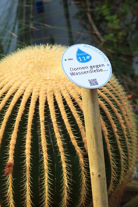 Neuer iDiv-Wasserpfad im Botanischen Garten der Universität Leipzig: hier Station 11 mit einem Kugelkaktus.