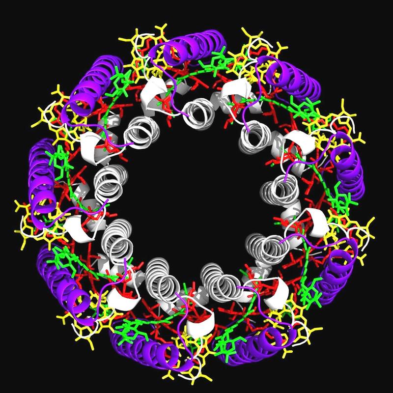 Modell eines Antennenproteins in der Ansicht von oben.  Die darin enthaltenen verschiedenen Farbstoffmoleküle sind rot, grün und gelb dargestellt. 