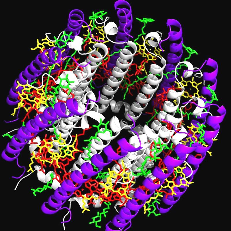Modell eines Antennenproteins in einer Seitenansicht. Die darin enthaltenen verschiedenen Farbstoffmoleküle sind auch hier rot, grün und gelb dargestellt. 