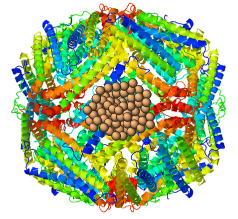 Grafisches Modell eines Ferritins, im Inneren: die gespeicherten Eisenionen.  