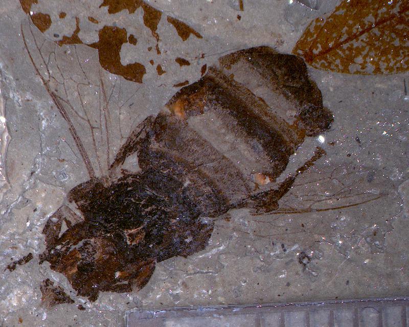 Fossile Honigbiene (Apis armbrusteri) aus dem Randecker Maar, Alter ca. 18 Millionen Jahre.