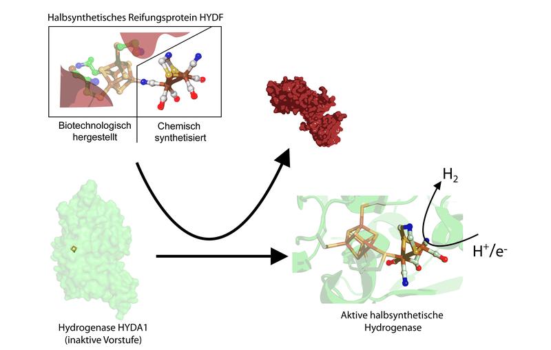 So entsteht die Hydrogenase: Das chemisch synthetisierte aktive Zentrum lud das Forscherteam zunächst auf ein Reifungsprotein. Von dort wurde das aktive Zentrum auf eine Vorstufe der Hydrogenase übertragen. Dieses Enzym setzt Protonen und Elektronen zu Wasserstoff um.
