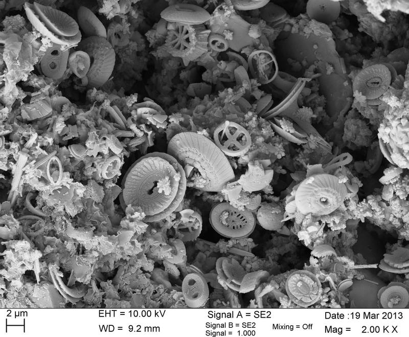 Rasterelektronenmikroskopische Aufnahme marinen Phytoplanktons (Coccolithen) der mittleren Kreidezeit  