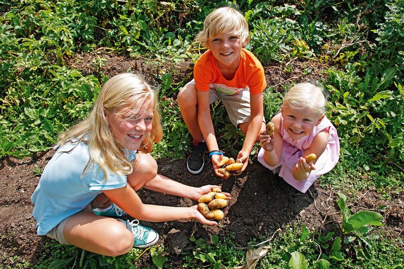 Kartoffeln pflanzen - ein kinderleichtes Vergnügen