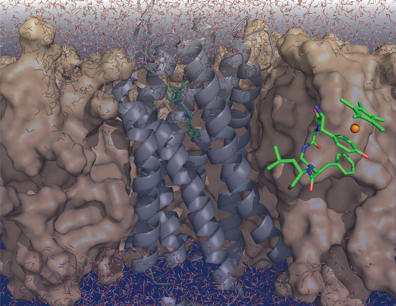 Der Enkephalin-Rezeptor (grau) durchspannt die Zellmembran. In Grün ist die Struktur des freien Enkephalins im Komplex mit dem Rhodiumatom (orange) gezeigt.
