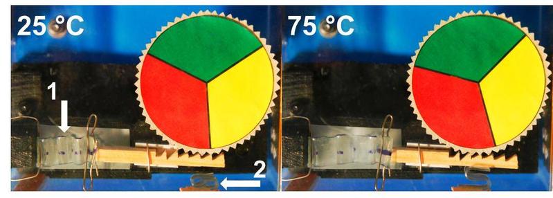 Modell einer Wärmekraftmaschine: Ein Antriebselement (1) aus dem Temperatur-Gedächtnis Polymer entfaltet sich beim Abkühlen und bewegt dabei eine Zahnstange, die wiederum eine Drehscheibe vorantreibt. Beim Erwärmen zieht sich das Antriebselement wieder zusammen und bewegt dabei die Zahnstange zurück. Die Zahnstange wird mittels eines zweiten Elements (2) aus dem reversiblen Temperatur-Gedächtnis Polymer in der Vorwärtsbewegung gegen das Zahnrad gedrückt, in der Rückwärtsbewegung findet eine Entlastung statt.