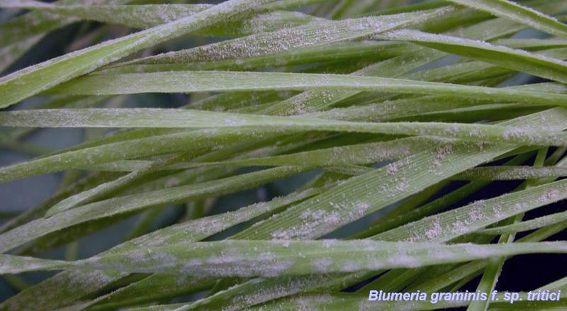 Powdery mildew on young wheat plants. 