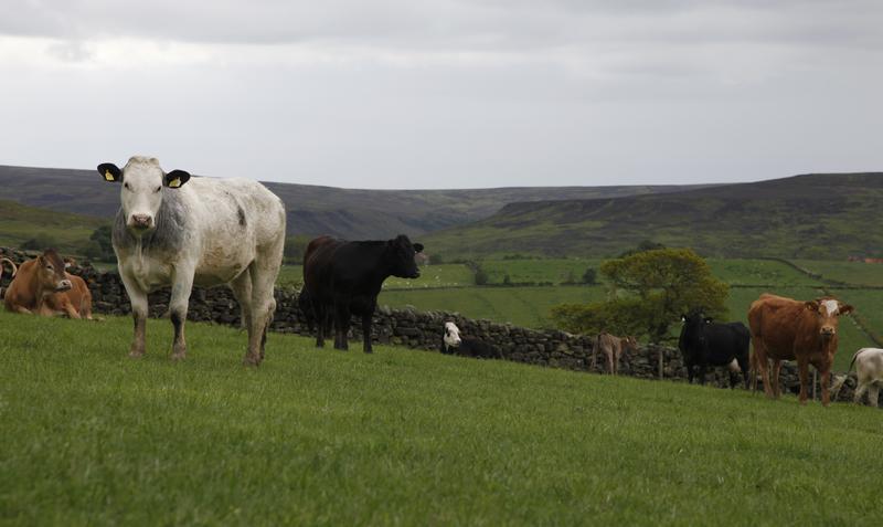 Cattle in England