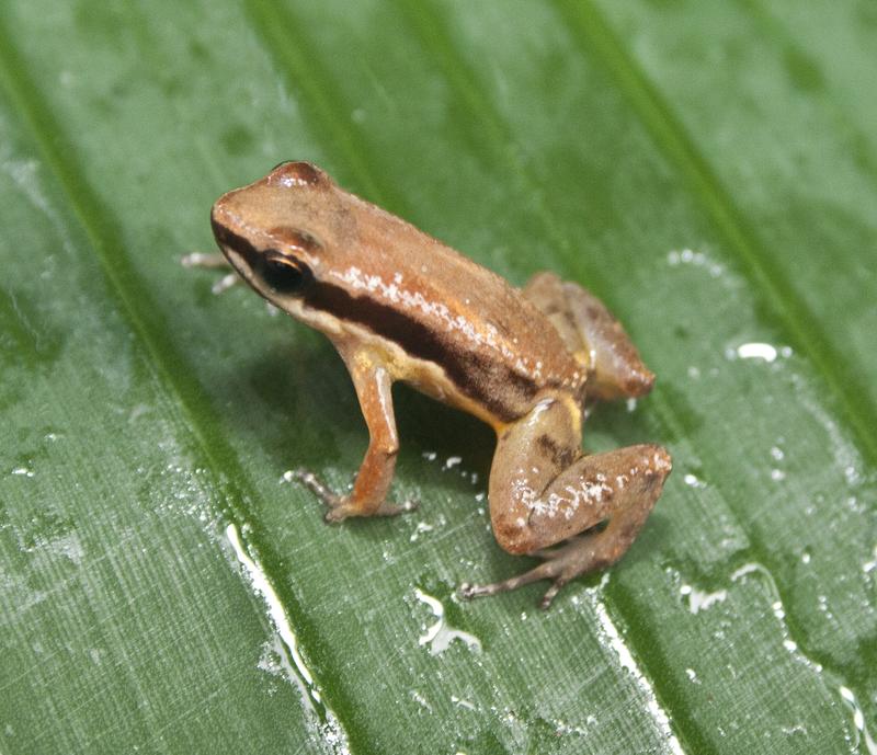 Allobates amissibilis sp. nov., newly discovered micro-endemic frog species 