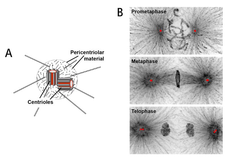 Schematische Darstellung eines Zentrosoms. Zu sehen sind die beiden rechtwinklig zueinander angeordneten Zentriolen, die von einer Proteinmatrix (PCM) umgeben sind. Zentrosomen organisieren die Spindelpole und Mikrotubuli, die für die Trennung der Chromosomen während der Zellteilung verantwortlich sind. B) Zentriolen (rote Punkte) während unterschiedlicher Stadien der Zellteilung. Am Ende jeder Teilung werden die beiden Zentriolen eines Zentrosoms getrennt, als Vorbereitung für den nächsten Durchlauf des Zellzyklus.