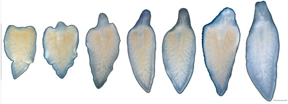 Der weiße Plattwurm Dendrocoeulum lacteum kann eigentlich verlorene Körperteile nicht nachwachsen lassen. Dieser hier aber wurde genetisch so manipuliert, dass er sich innerhalb von 21 Tagen komplett regeneriert. 