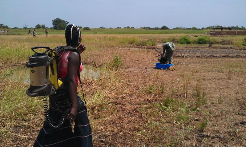 Am Rhein bewährt, in Burkina Faso Neuland: Projektmitarbeiter besprühen ein stehendes Gewässer, in dem sich Moskitos entwickeln, mit dem biologischen Instektizid BTI. Es tötet ausschließlich die Larven der Stechmücken. Für andere Tiere, Menschen und Pflanzen ist es unschädlich. BTI ist leicht zu handhaben und bei gezielter Anwendung kostengünstig. 