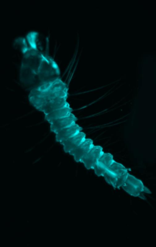 Larve eines Anopheles-Moskitos unter dem Mikroskop. Das Projektteam des Instituts für Public Health am Universitätsklinikum Heidelberg entwickelte ein neues Verfahren, um mit Hilfe hochauflösender Satellitenbilder bevorzugte Brutgewässer des Moskitos zu identifizieren. Diese können dann gezielt mit dem biologischen Larvenvernichtungsmittel BTI, das seit 30 Jahren auch am Rhein eingesetzt wird, behandelt werden, bevor die Stechmücken ausschwärmen. 