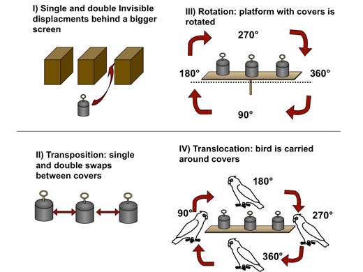 Schematische Präsentation der unsichtbaren Verschiebungsaufgaben:  In regulären, unsichtbaren Verschiebungen nach Piaget wird die Belohnung unter einem Hütchen hinter größere Verdeckungen bewegt.  In Transpositionen werden mehrere Hütchen miteinander ausgetauscht, unter einem der Hütchen findet sich die Belohnung. In Rotationen werden die Hütchen auf einer Plattform in verschiedenen Winkeln (90°, 180°, 270° und 360°) rotiert und in Translokationen  wird das Versuchstier um die Hütchen herumgetragen und in verschiedenen Winkeln dazu entlassen.