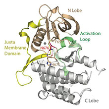 Proteinstruktur des FLT3-Rezeptors, © Blood