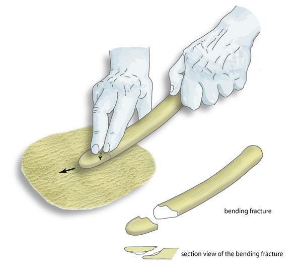 Rekonstruktion, wie die aus den Rippen von Rotwild hergestellten Lissoirs verwendet wurden, um Tierhäute geschmeidiger, glänzender und wasserbeständiger zu machen. Die natürliche Flexibilität der Rippen sorgt dabei für einen ständigen Druck auf die Tierhaut, ohne sie jedoch zu zerreißen. Im unteren Teil der Abbildung sieht man, wie der Abwärtsdruck schließlich zum Bruch führt, bei dem kleine Fragmente – ähnlich den drei gefundenen – entstehen.