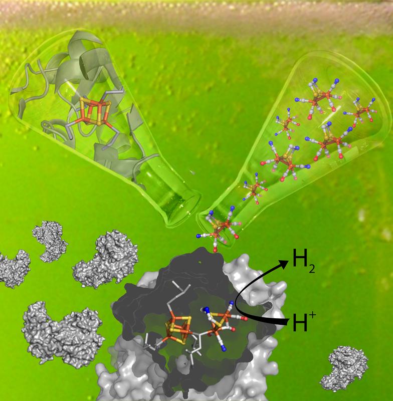 Wasserstoffbildende Enzyme aktivieren: Gibt man eine inaktive Vorstufe der Hydrogenase (ein Ausschnitt des Zentrums oben links) mit dem inaktiven chemisch synthetisierten Ko-Faktor (oben rechts) zusammen, integriert die Hydrogenase die synthetische Komponente von selbst. Es bilden sich Hydrogenasen (unten), die von den natürlichen Enzymen nicht zu unterscheiden sind. Das komplexe Zentrum dieser Enzyme (unten mittig), in das der Ko-Faktor integriert wird, katalysiert sehr effizient die Bildung von Wasserstoff.