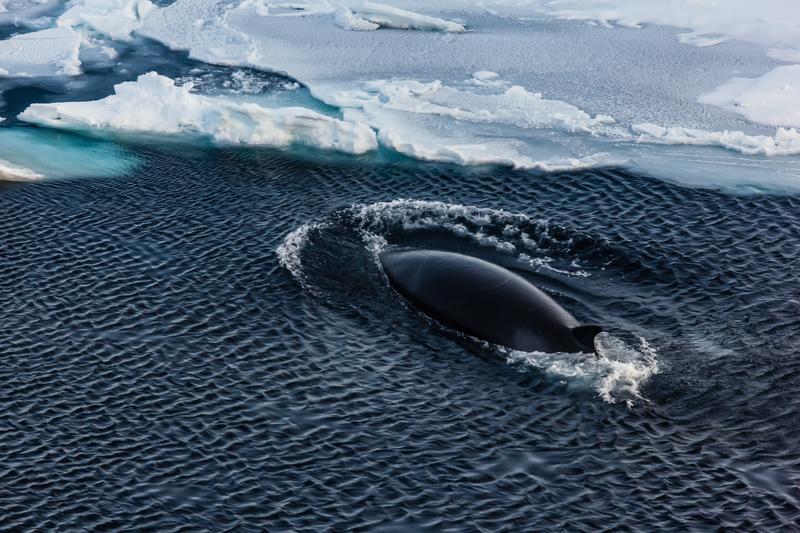 Ein antarktischer Zwerg- oder Minkwal (Balaenoptera bonaerensis) taucht im Weddellmeer nach einem Atemzug an der Meeresoberfläche unter das Packeis. Die Zwergwale gelten als größter Bewohner des winterlichen Packeises in der Antarktis. Dabei zählen sie mit bis zu 10 Metern Länge und 10 Tonnen Gewicht eher zu den kleineren Mitgliedern der Familie der Plankton fressenden Bartenwale. 