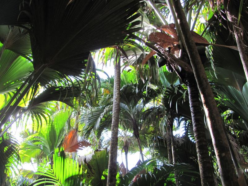 Der endemische Palmenwald des Vallée de Mai ist das Hauptbrutgebiet des Seychellenpapageis.