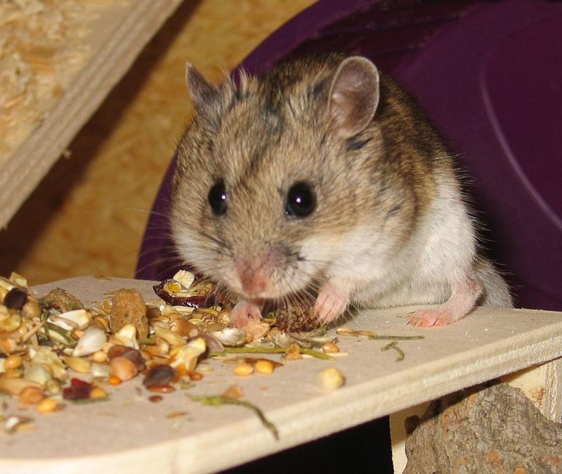 Ausgangspunkt für die Genomsequenzierung war der Chinesische Hamster (Bild).  