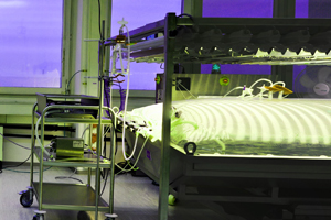 Großproduktion in Moosbioreaktoren. Foto: greenovation Biotech