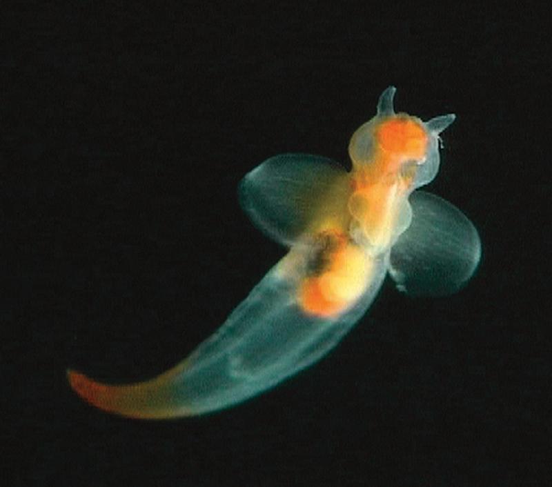 Die Flügelschnecke Clione limacina erreicht eine maximale Länge von 70-85 mm. 