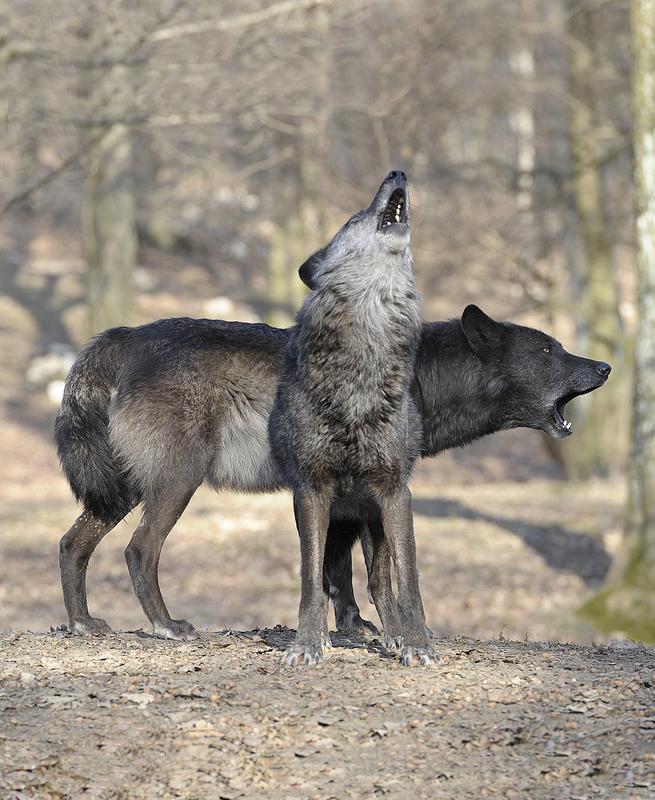 Wölfe heulen, um mit Rudelmitgliedern zu kommunizieren.