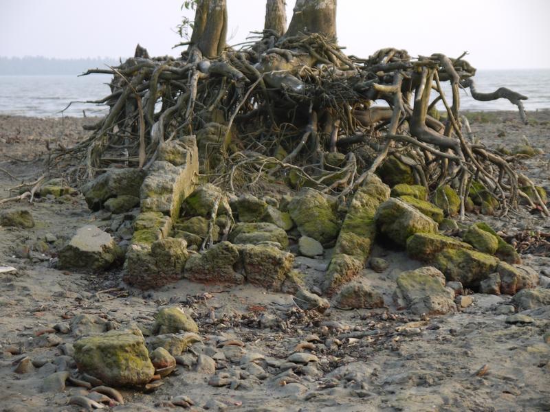 Eine Mangrove auf den Mauerrresten eines Salzsiedeofens. 2007 verwüstete der Zyklon Sidr den Küstenstrich. Er legte auch das Wurzelwerk des Baumes mitsamt dem Ofen frei.