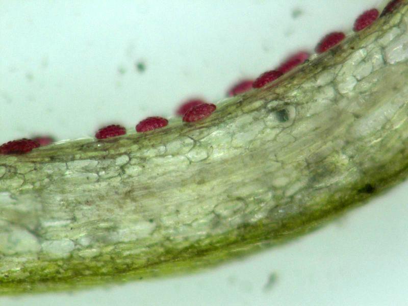 Im Querschnitt durch die grüne Magen-/Darmwand der Venus-Fliegenfalle erkennt man die Drüsen (rot), die den sauren Cocktail von Verdauungsenzymen abgeben und dann die freigesetzten Nährstoffe aufnehmen. 
