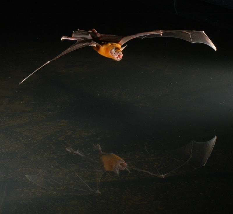 Das Große Hasenmaul gehört zu den wenigen Fledermausarten, die nicht nur in der Luft, sondern auch an der Wasseroberfläche jagen. 